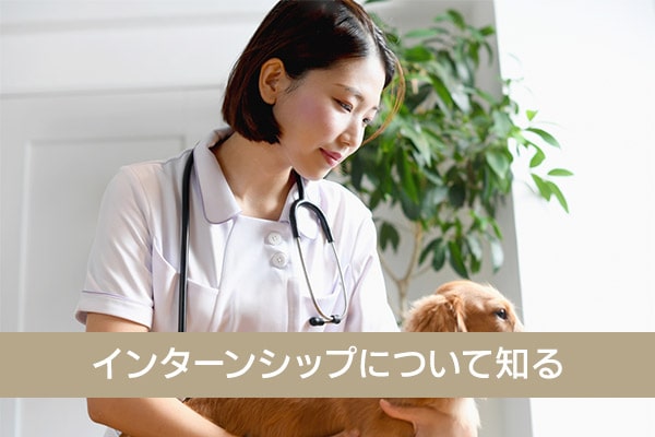 動物病院のインターンシップ・実習