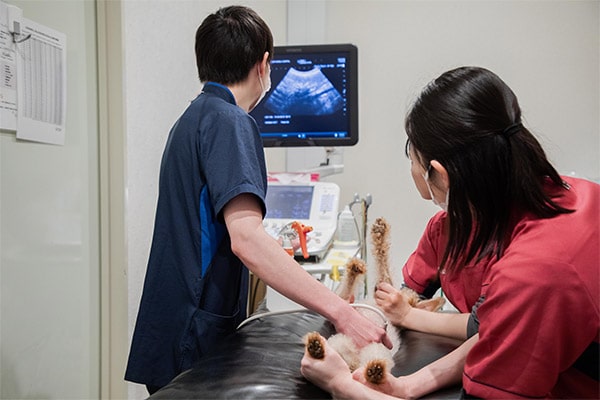 採用 質の高い獣医療